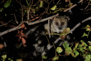 Konkamoya Lodge: Bush Baby