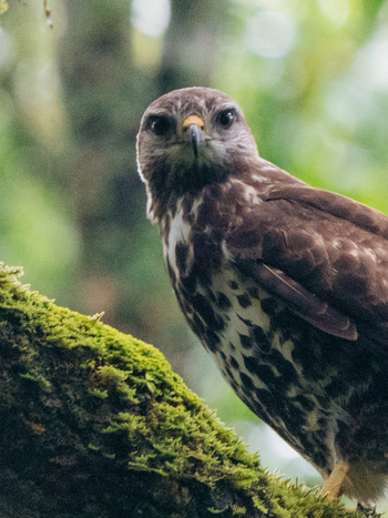 Koroi Forest Camp: Mäusebussard