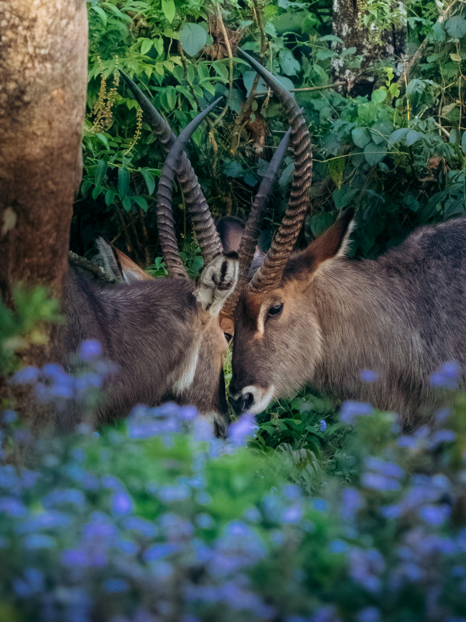 Koroi Forest Camp Koroi Forest Camp: Wasserböcke