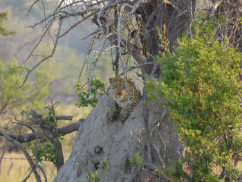 Kwapa Camp: Leopard