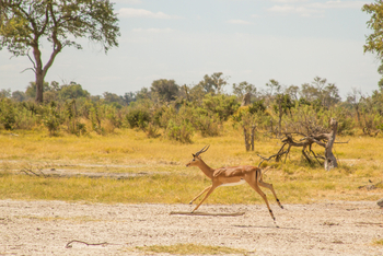 Lagoon Camp Lagoon Camp: Impala