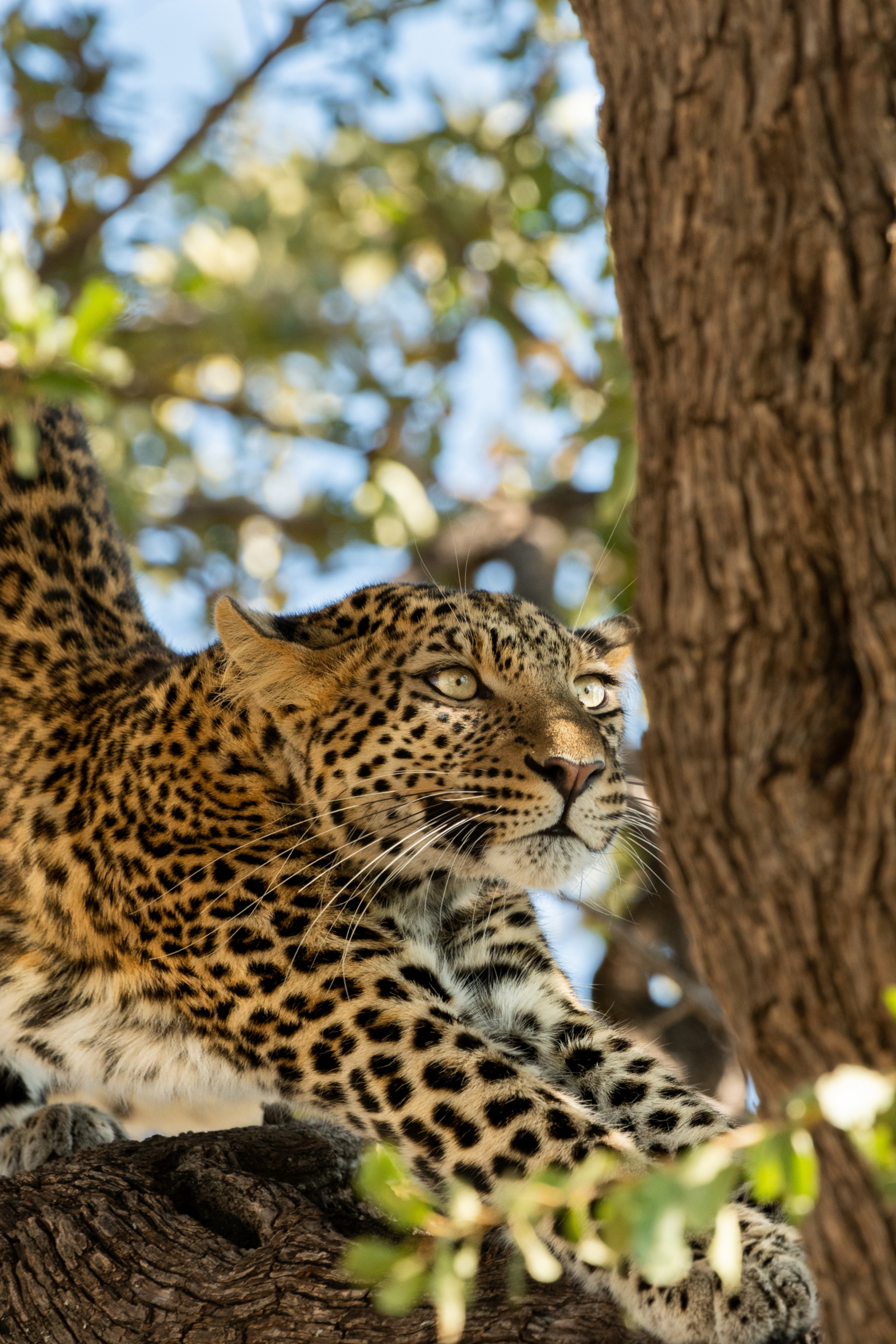Lagoon Camp Lagoon Camp: Leopard