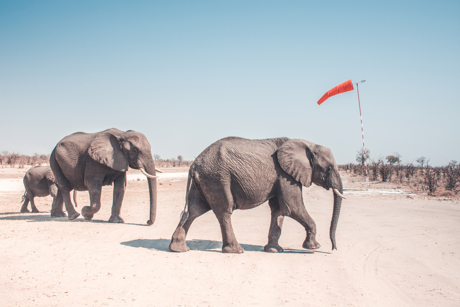 Lebala Camp Lebala Camp: Elefanten auf dem Airstrip