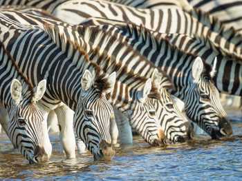 Leroo La Tau Lodge: Trinkende Zebras