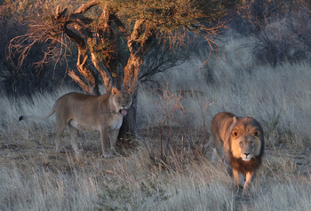 Naankuse Lodge: Löwenpärchen