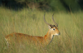 Nkasa Lupala Tented Lodge: Rote Moorantilope