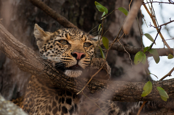 Ntemwa Busanga Bushcamp Ntemwa Busanga Bushcamp: Leopard im Baum
