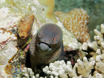 Nuarro Lodge: Muräne zwischen Korallen