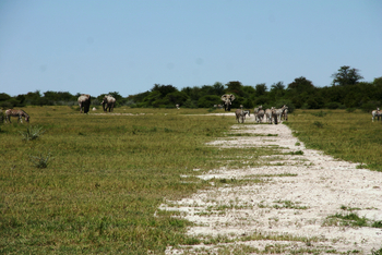 Nxai Pan Camp: Zebras und Elefanten
