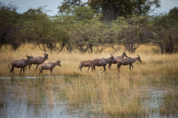 Okavango Explorers Camp Okavango Explorers Camp: Tsessebes