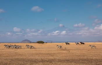 Ol Donyo Lodge: Zahme und wilde Verwandte