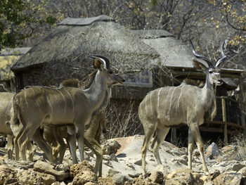 Ongava Reserve: Kudus vor den Chalets