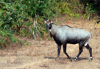 Samode Safari Lodge Samode Safari Lodge: Nilgai-Antilope