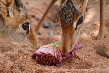 Saruni Samburu: Dik Diks