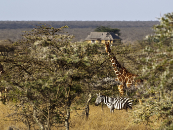 Segera Retreat: Zebra und Giraffe