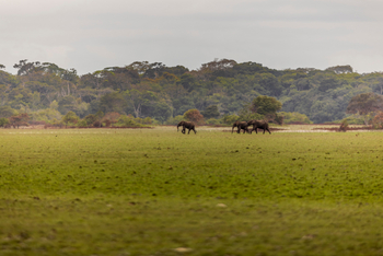 Sette Cama Eco Camp: Waldelefant im Grasland