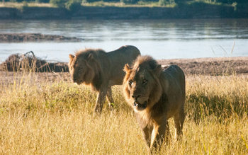 Shawa Luangwa Camp: Löwenbrüder