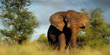 Singita Boulders Camp: Alter Elefant