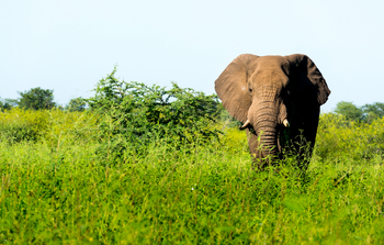 Singita Pamushana Lodge: Elefant