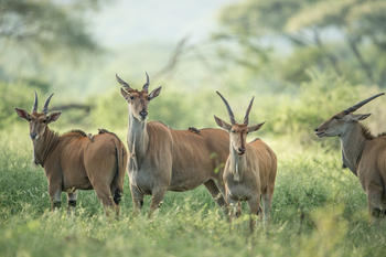 Singita Pamushana Lodge: Elenantilopen