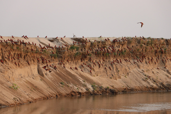 Sungani Lodge Sungani Lodge: Karminspintkolonie