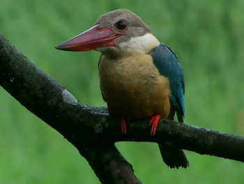 Svasara Jungle Lodge: Stork-Billed Kingfisher