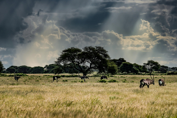 Tau Pan Camp Tau Pan Camp: Gemsböcke