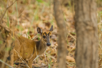 The Oberoi Vindhyavilas Wildlife Resort: Barking Deer