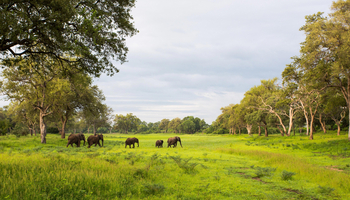 Time + Tide South Luangwa Time + Tide South Luangwa: Elefantenherde
