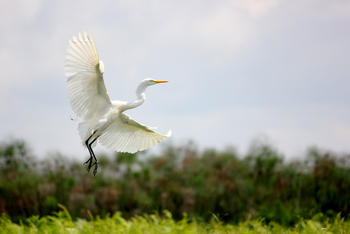 2 Friends Beach Hotel: Western Great Egret
