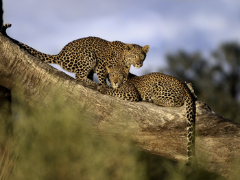 Abu Camp Abu Camp: Junge Leoparden