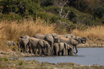 Anantara Tented Camp Kafue River: Elefantenherde trinkt am sonnigen Wasserloch