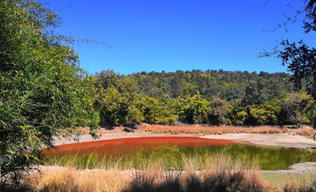 Bandhavgarh Jungle Lodge: Rotalgen