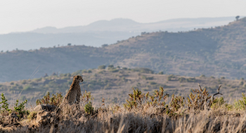 Borana Lodge Borana Lodge: Gepard der in die Ferne blickt