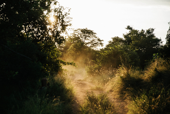 Chilo Ivory Trail Adventure: Dichter Busch