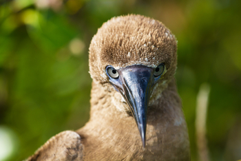 Cosmoledo Eco Camp: Junger Braunfußtölpel