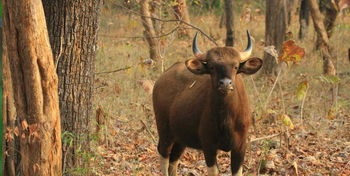 Denwa Backwater Escape: Gaur