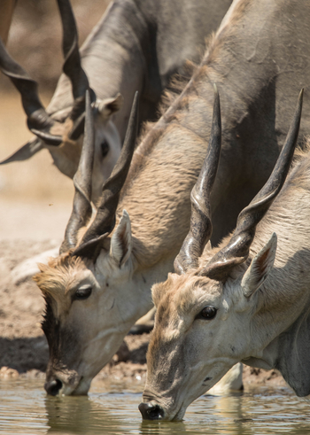 Dinaka Lodge: Elenantiliopen