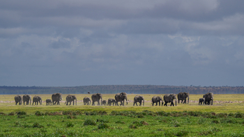 Elewana Tortilis Camp: Elefanten
