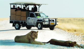 Etosha Safari Camp: Löwen auf der Piste