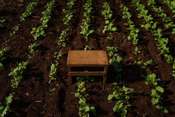 Gibb's Farm: Ernten im Feld