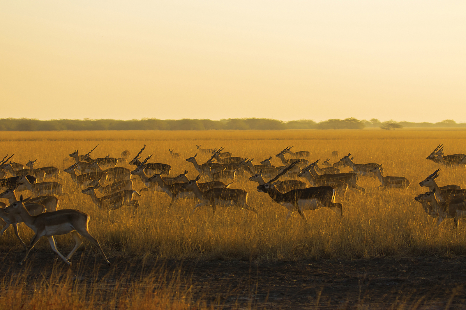 Blackbuck Safari Lodge Blackbuck Safari Lodge