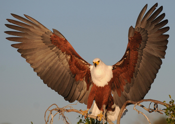Ichingo Chobe River Lodge: Fish Eagle Landing
