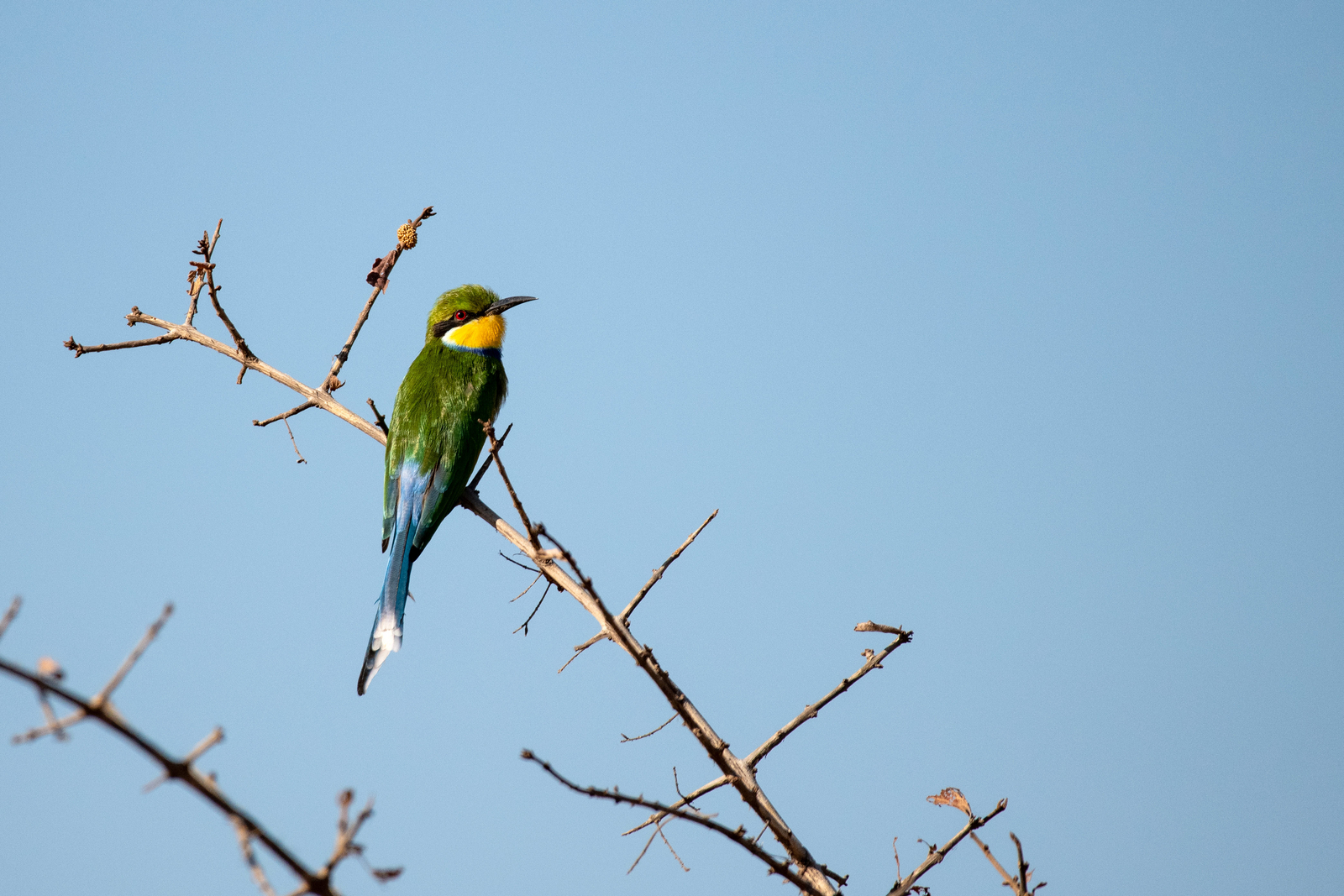 Ikuka Safari Camp Ikuka Safari Camp: Bee-Eater
