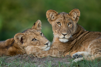 Ila Safari Lodge Ila Safari Lodge: Löwinnen