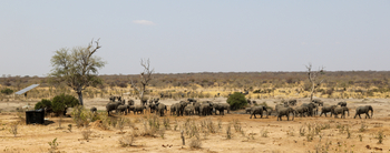 Imvelo Safaris Imvelo Safaris: Elefantenherde neben Solarpanel