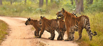 Jamtara Wilderness Camp: Tigergruppe