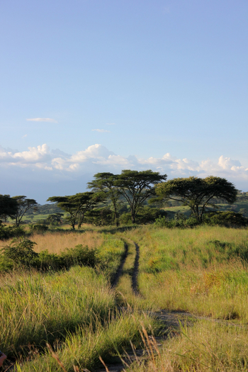 Kasenyi Safari Camp: Game Drive Track