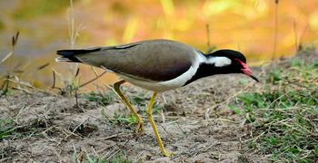 Kings Lodge: Red-wattled Lapwing