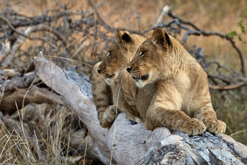 Konkamoya Lodge: Löwinnen auf Baumstamm